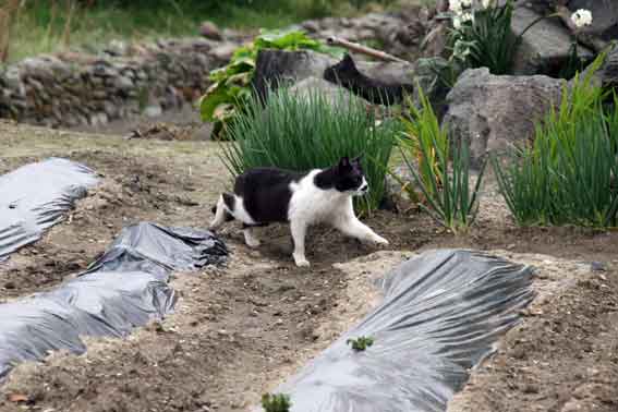 我が家のニャンコ♪2013/3/30-3