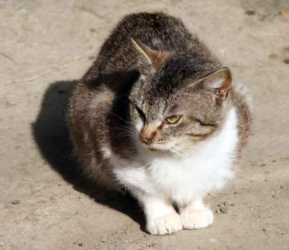 我が家のニャンコ♪2013/2/27-3