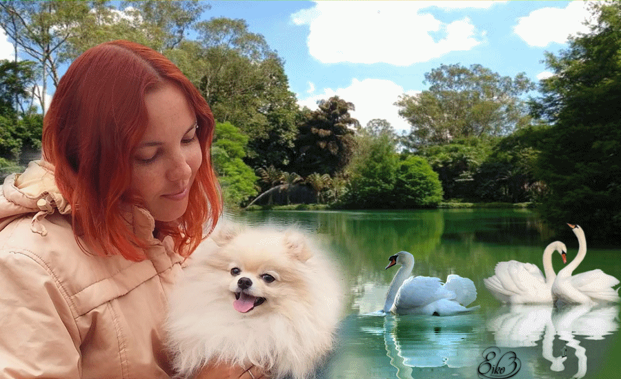 AAA 2 cisne.gif
