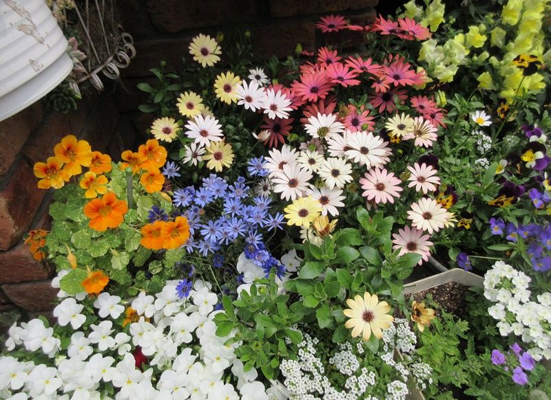 オステオスペルマムガーデンに 失敗しないガザニアの増やし方 狭い庭を花いっぱいにする育て方 楽天ブログ