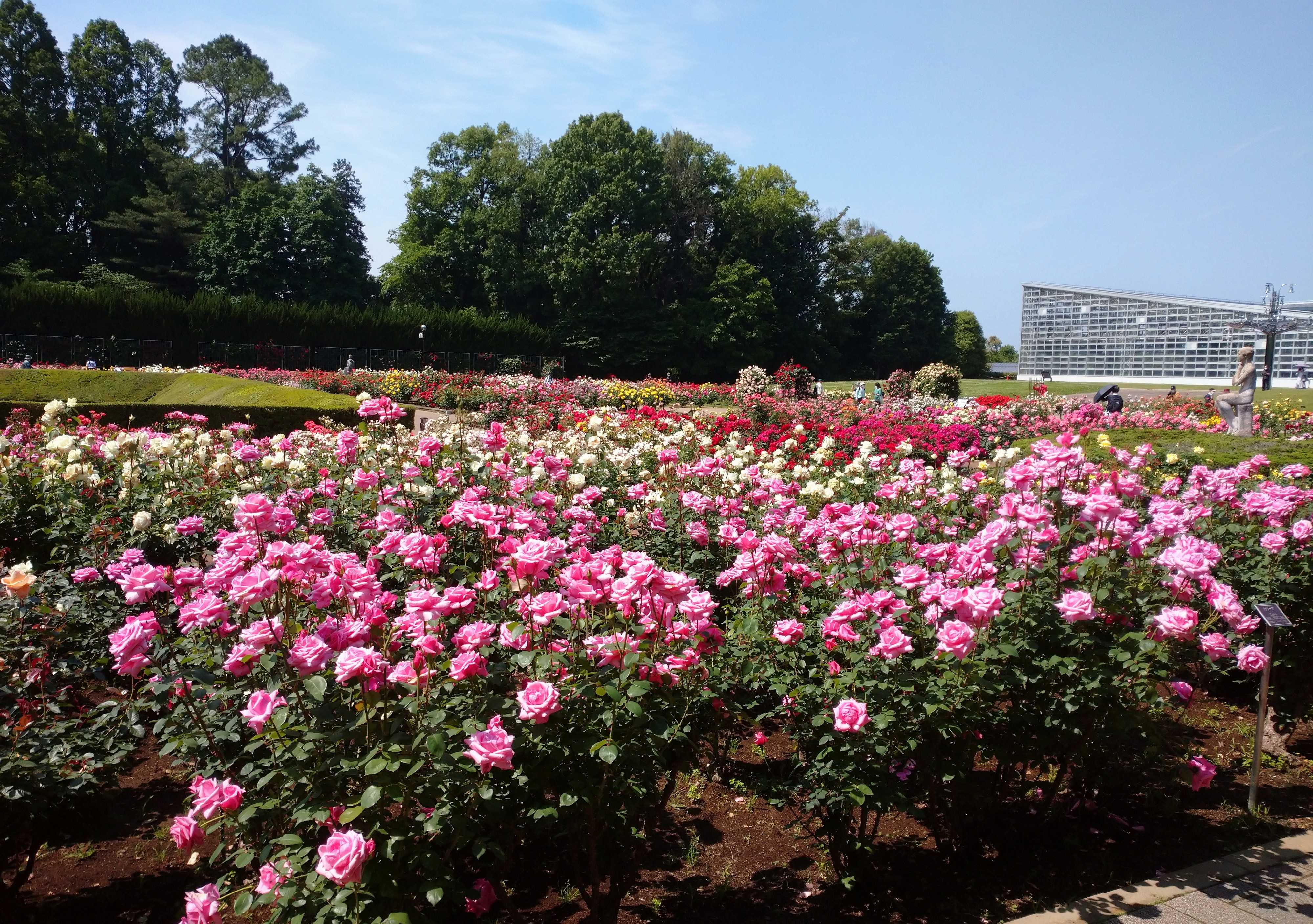 春のバラフェスタ22 神代植物公園 日々のくらし 備忘録 楽天ブログ