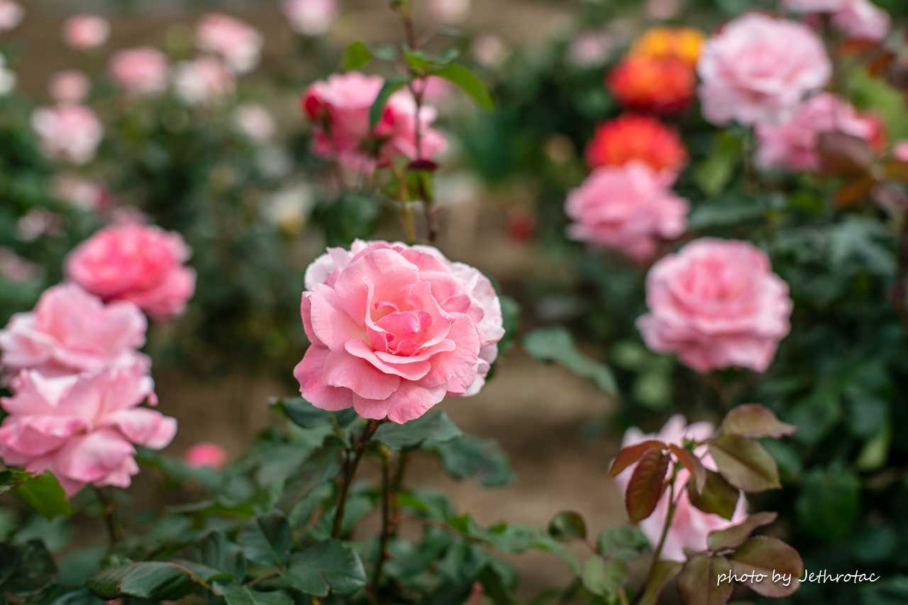 MC ROKKOR-PG 58mm F1.2」開放の気持ちよさ、でも | ♡ With My