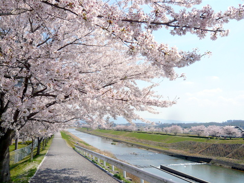 武庫川下流の桜