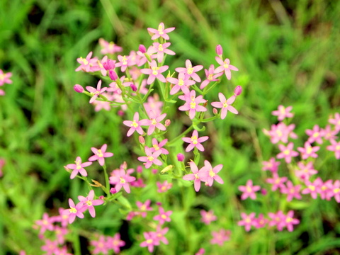 ハナハマセンブリの花の群れ