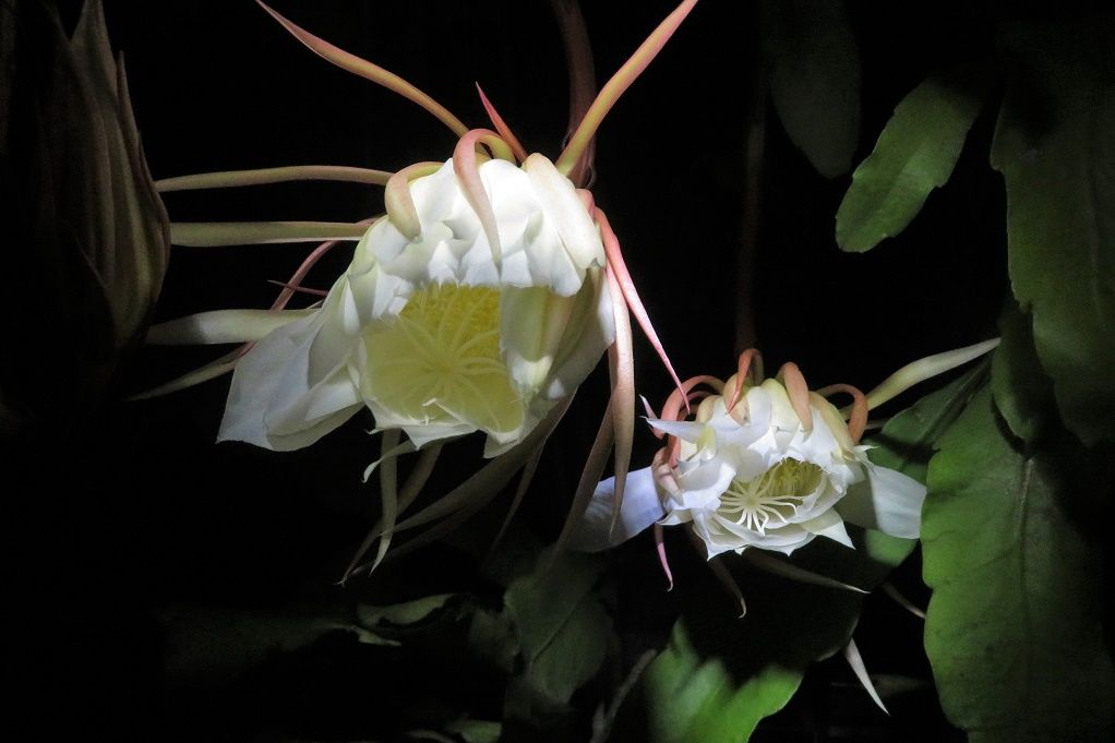 月下美人が10輪程咲きました（5鉢で）。 | 大分金太郎の花鳥