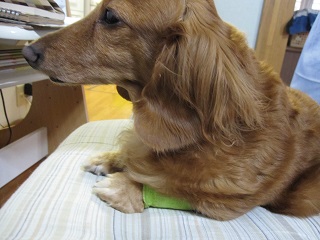 chiichanntenntekihari