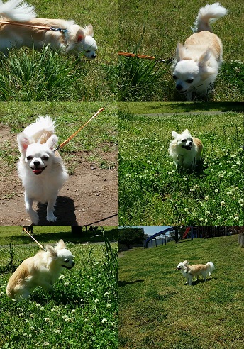 5月の公園