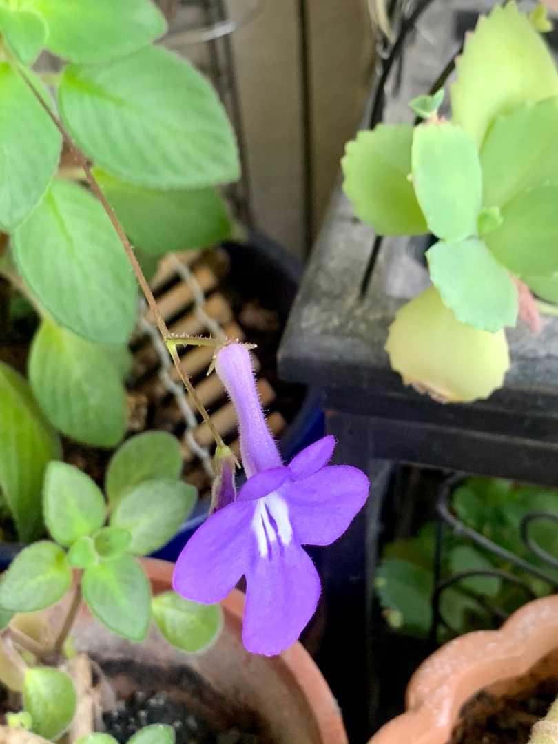 うちの花の撮影 ストレプトカーパス カランコエ サルビア タンザン バラ パットオースチン コモンマロウ クレマチス ジャスミン ホワイトプリンセス Music Land 私の庭の花たち 楽天ブログ