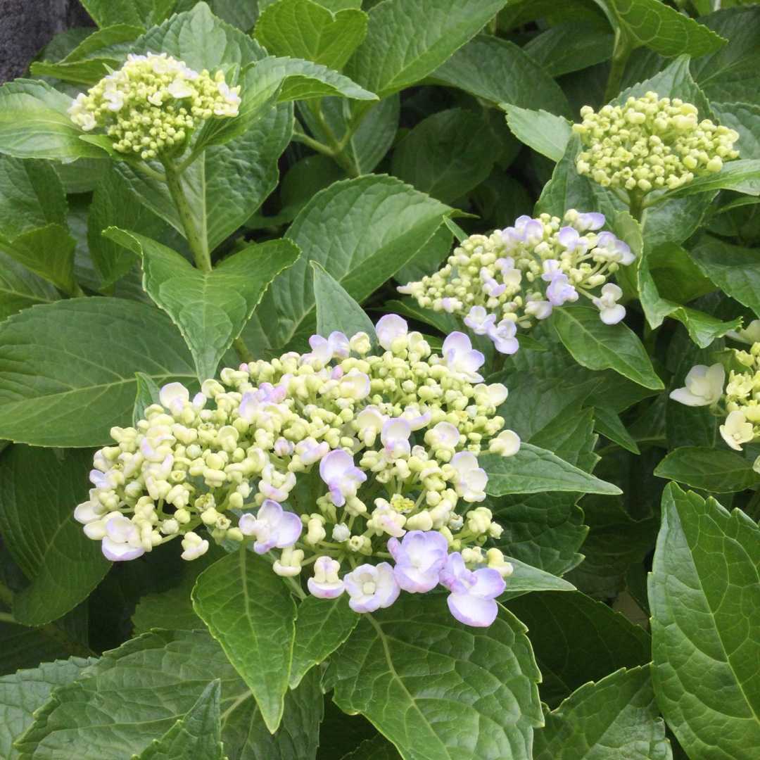 ビオラ バラ アジサイ エキナセア ばらと猫とフラメンコ 楽天ブログ