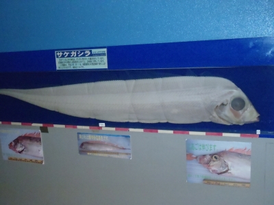 和歌山県立自然博物館2013年9月中旬6　サケガシラ（Trachipterus ishikawae）