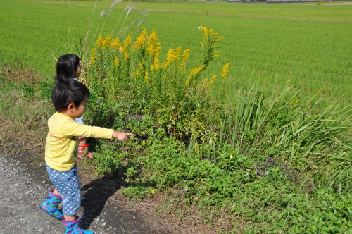 双子の孫