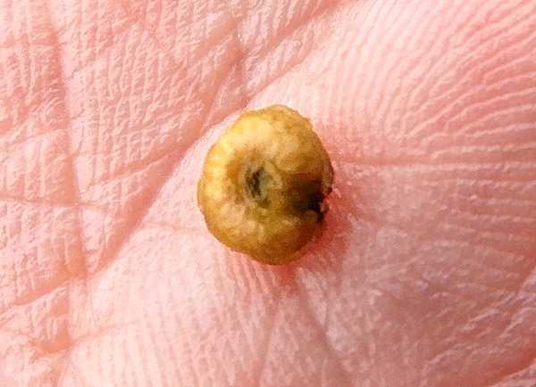 アオツヅラフジ種2