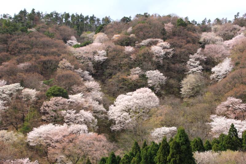 黒川桜の森_010.jpg