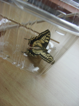 2017-03-17ageha (2).JPG