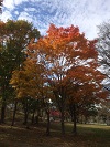 IMG_0139.JPG