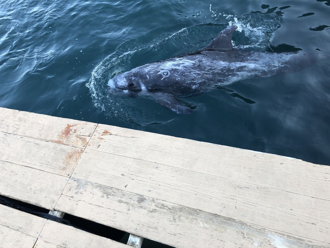 くじらの博物館へ行ってきました 味もしゃしゃりもあらしまへん 楽天ブログ