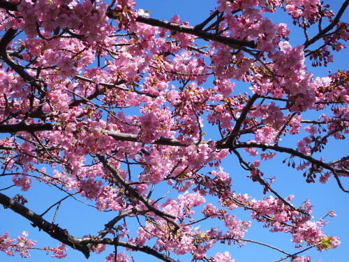 多摩川土手の河津桜