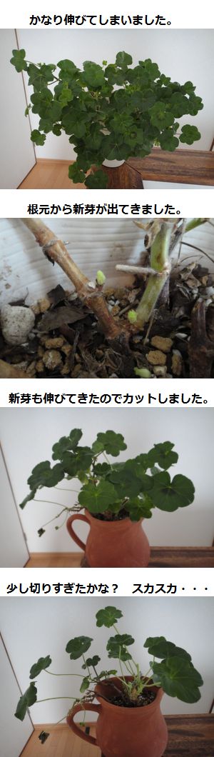 アイビーゼラニウムのピンチ