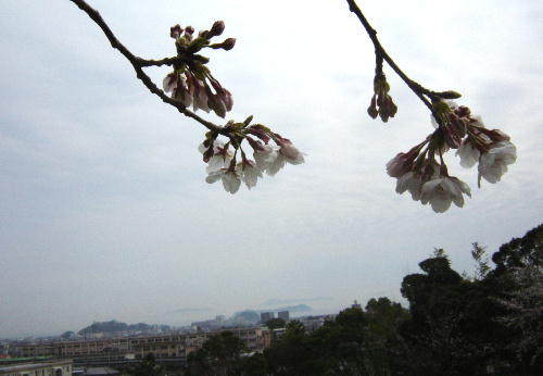 公園のさくら４