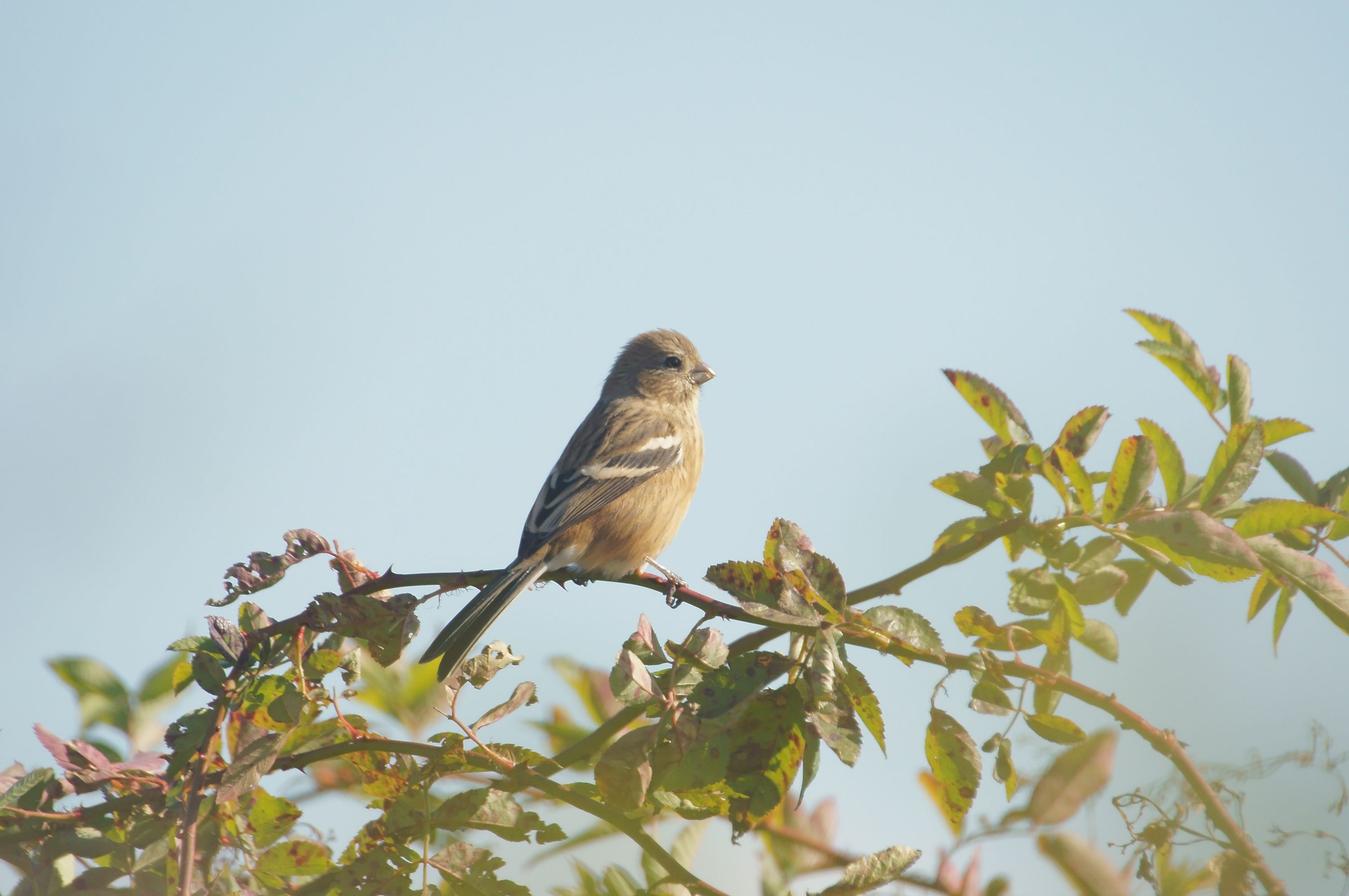 淀川河川敷の野鳥たち ベニマシコ 編その2 野鳥との日常生活を綴る 楽天ブログ