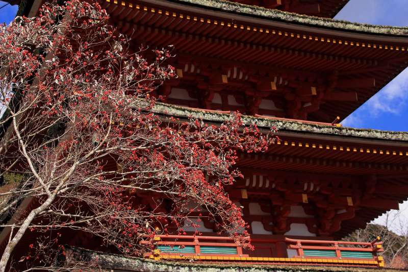 長谷寺・五重塔_004ハナミズキ.jpg