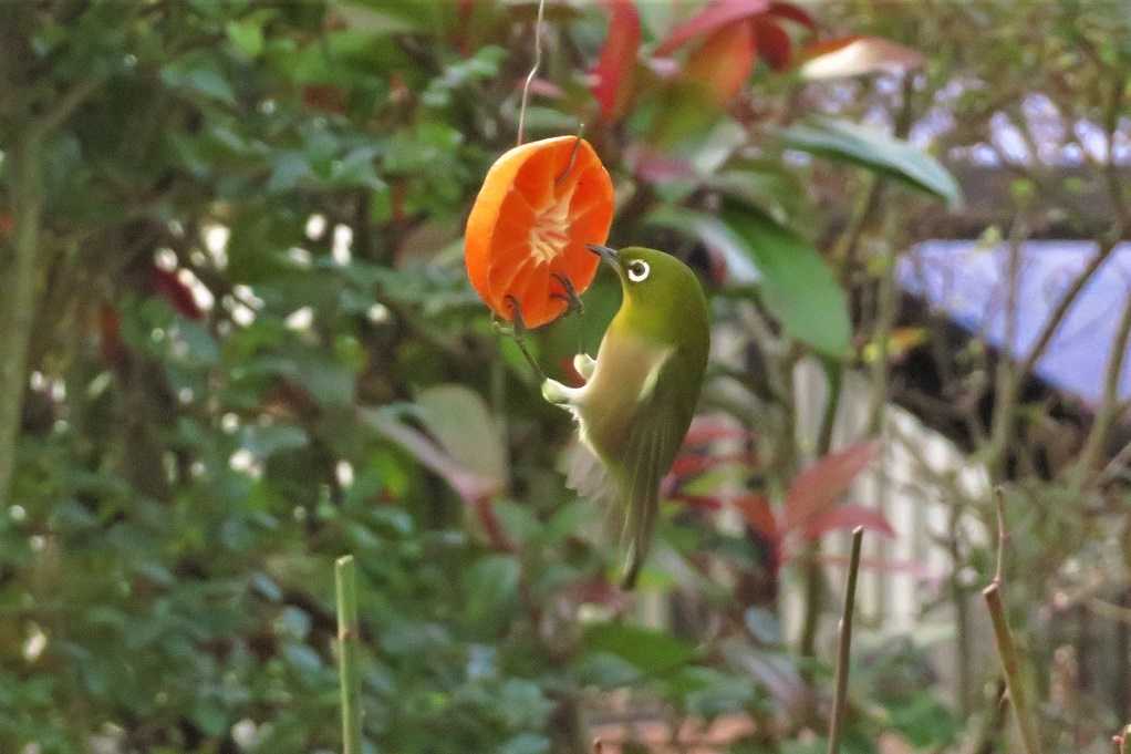 庭の野鳥;蜜柑メジロ、仲良しメシロ、万両ヒヨドリ、土浴びスズメ。 | 大分金太郎の花鳥蝶月 - 楽天ブログ
