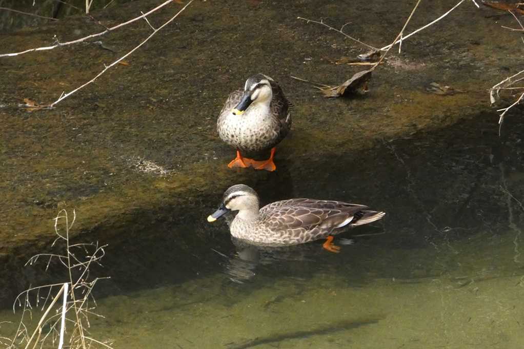 515