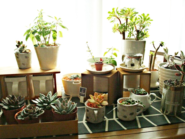 植物全体１.JPG