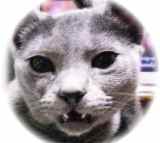 61b198798cc76784505cbfcbd42e0ecf73348c45_57_2_9_2.jpg