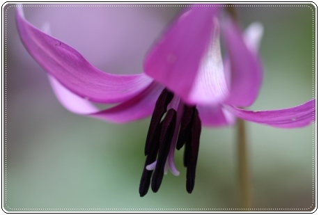 平栗-10 カタクリ-5 13.4.13