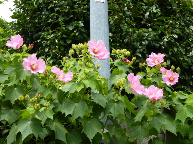 719 芙蓉