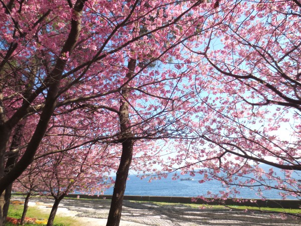 城ヶ崎桜