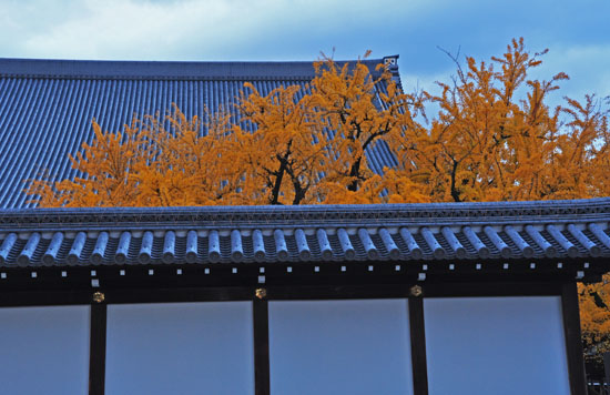 銀杏６