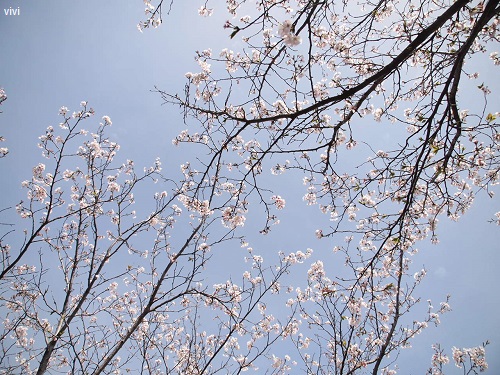 2014　桜　さくら　花見　お花見　写真　画像