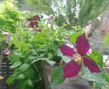 ミケリテ 小さな庭で がんばらないガーデニング ハンギングバスケットやクレマチス バラのある小さな庭 楽天ブログ