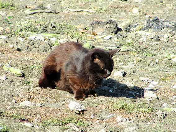 我が家のニャンコ♪2016/5/20-2