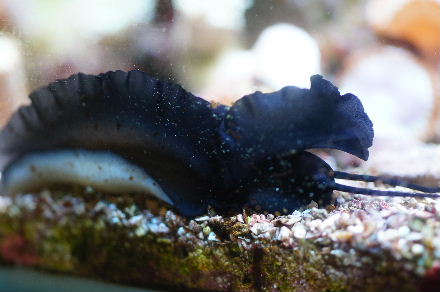 2015_041630cmﾍﾞﾝﾄﾗ黒ｳﾐｳｼ0008.JPG