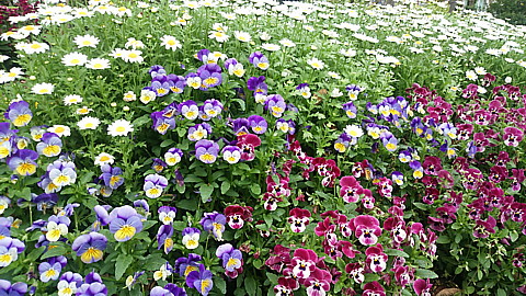 IMG_20150409_121909.jpg