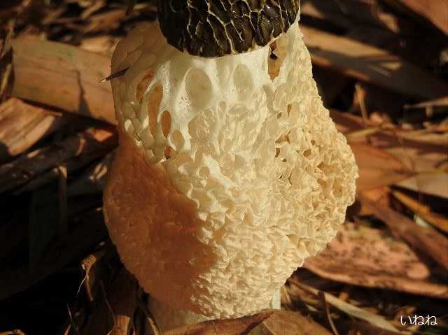 キヌガサタケ_網目状の笠の奇妙なキノコです | いねねの趣味三昧(昆虫・野鳥・古寺巡り・読書・木工・語学など) - 楽天ブログ