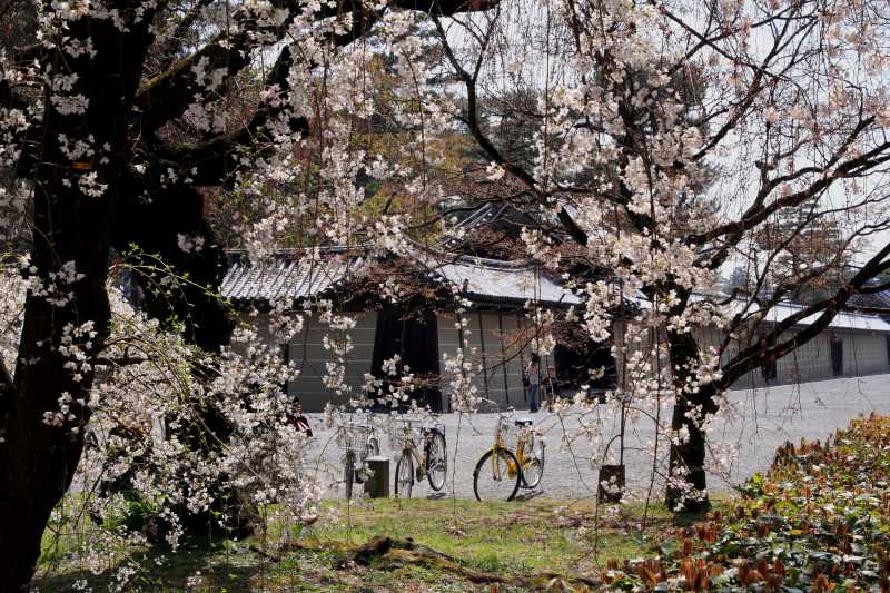 京都御苑_007.jpg