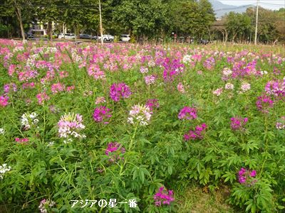 20160112 コスモス3