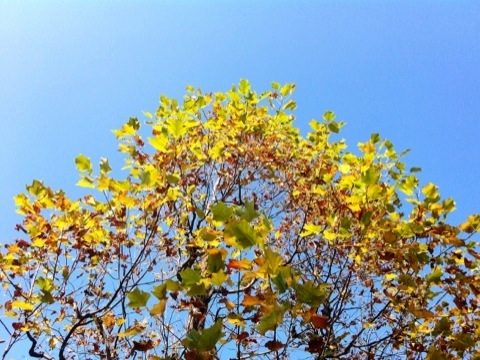 久良岐公園の紅葉