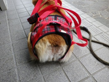  伏せ状態
