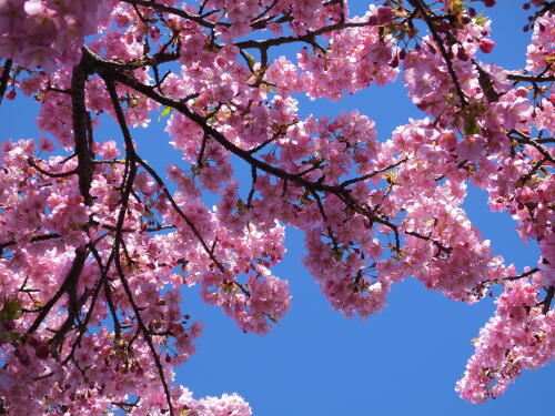 多摩川土手の河津桜