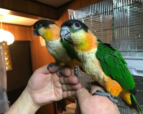 ズグロシロハラインコ2羽で仲良し Inkoya日和 楽天ブログ