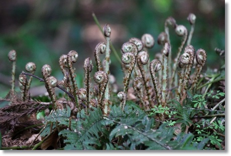 樹木公園-2 シダ 14.4.2