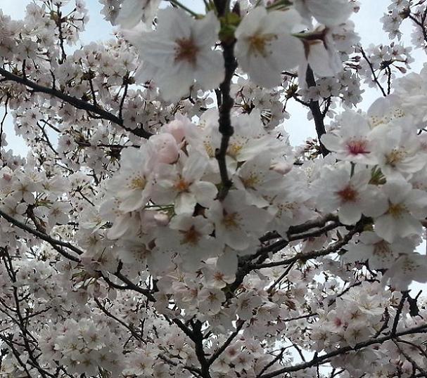 さくら
