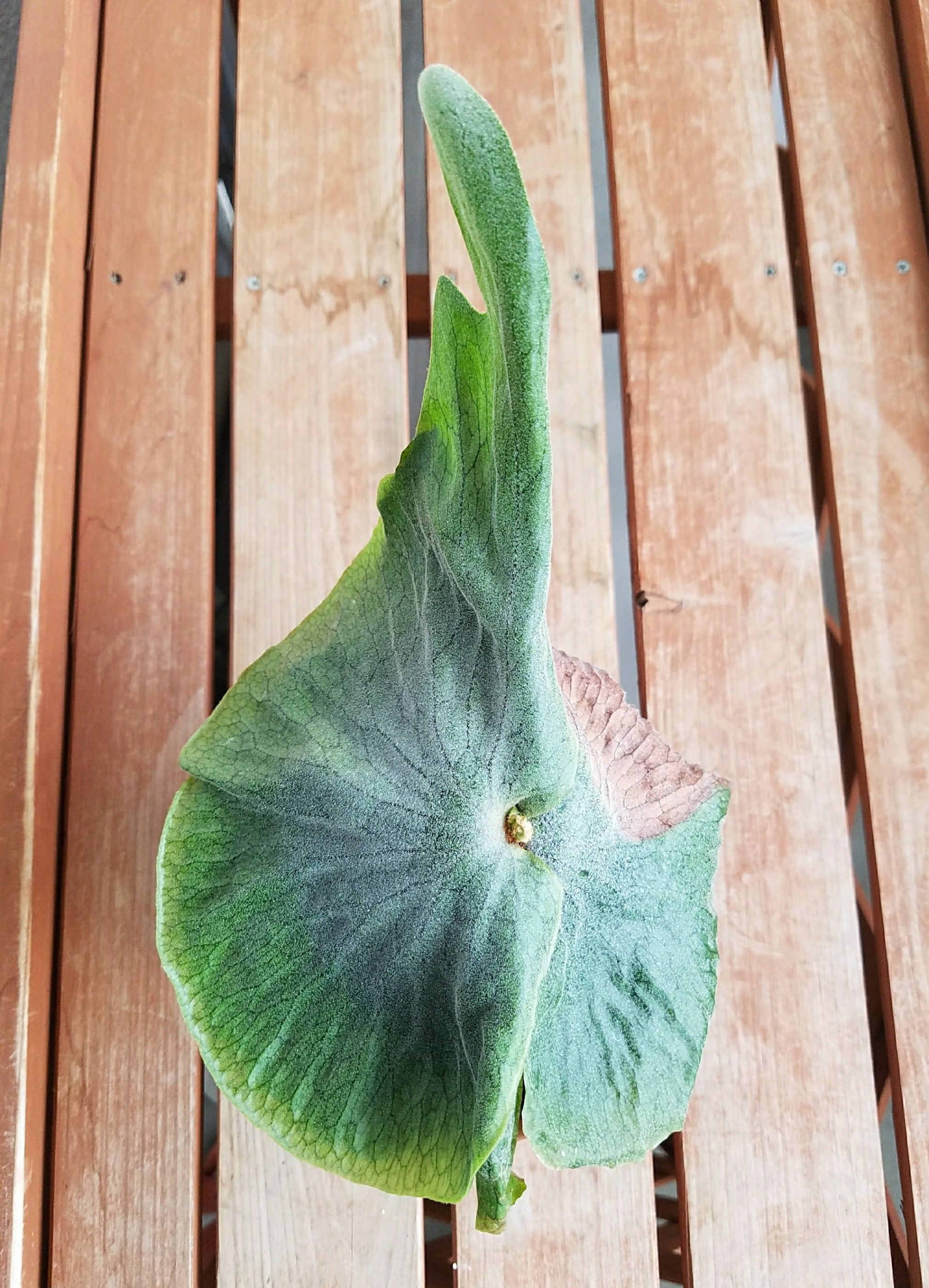 ビカクシダ グランデ ３年の変遷 デルオの多肉日記 楽天ブログ