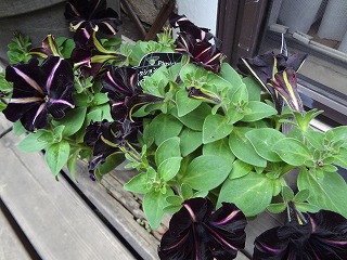 DSC03727.jpg