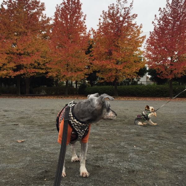 rblog-20161116090514-01.jpg